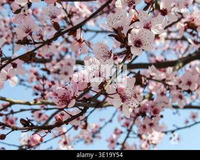 Blooming plum blossoms against blue sky in spring season Stock Photo