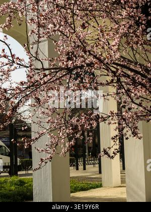 Blooming plum tree branches with vintage street lantern in spring garden. Stock Photo