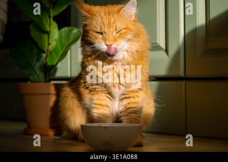 Ginger cat with closed eyes and tongue out, licking its nose and mouth after finishing food from a white bowl, looking satisfied in the warmth of the sun Stock Photo