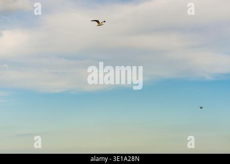 Two seabirds flying across expansive sky above distant ocean horizon. Stock Photo
