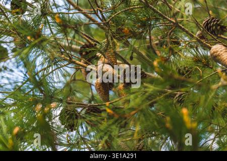 Brown pine cones growing among thin green pine needles on forest branch. Stock Photo