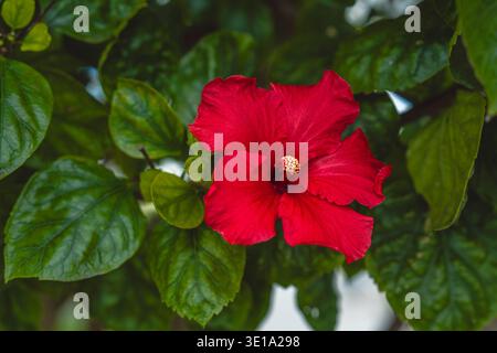 Bright red hibiscus flower blooming on leafy garden plant in natural daylight. Stock Photo