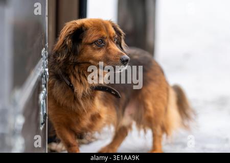 Three-legged brown mixed-breed dog standing by a doorway and looking outside with an alert expression. Resilient three-legged rescue dog. Stock Photo