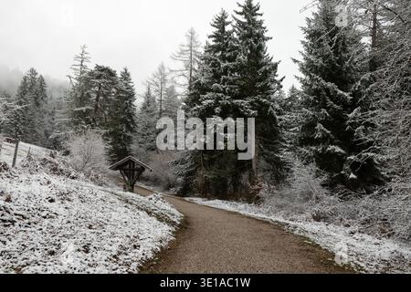 Snowy forest path winding through evergreen trees in a calm winter landscape with natural texture, muted tones, and a quiet outdoor atmosphere. Stock Photo