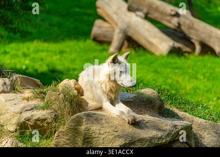 Arctic wolf at Herberstein in Austria.IMAGE Stock Photo