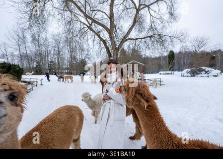 Woman in white coat feeds alpacas at a winter petting farm paddock Stock Photo