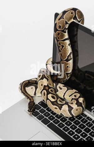 Real python snakes and laptop computer. Concept of using high-level programming language for software engineering Stock Photo