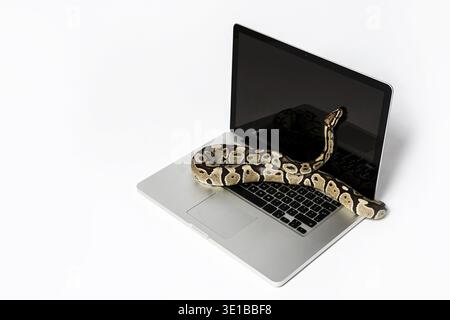 Real python snake and laptop computer. Concept of using high-level programming language for software engineering Stock Photo