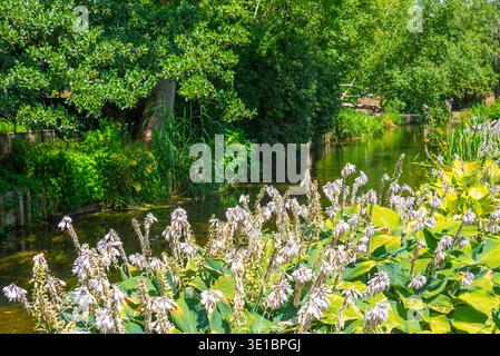 Great Stour river in Canterbury, England.IMAGE Stock Photo