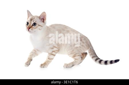 bengal cat in front of white background Stock Photo