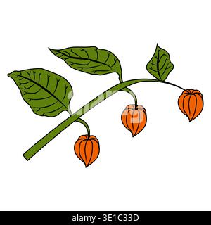 A physalis branch with three flowers and leaves in a cartoon style. Vector illustration isolated on a white background. Stock Vector