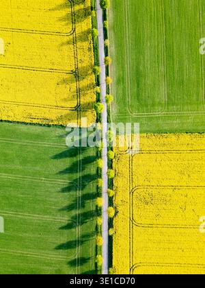 Aerial view of vibrant green and yellow rapeseed fields surrounding a ...