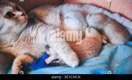 Maternal cat resting gently while nursing newborn kittens on plush blanket, capturing intimate maternal bonding Stock Photo