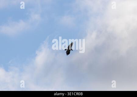 Immature bald eagle soaring through a cloudy sky at Iona Beach Regional Park Vancouver Canada Stock Photo