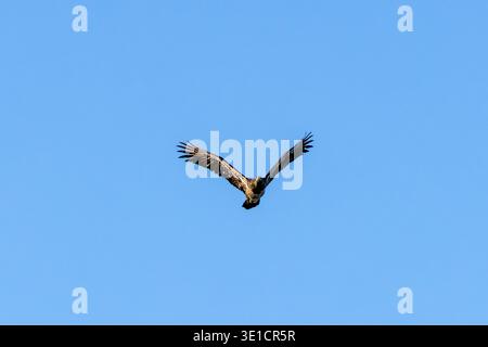 Juvenile bald eagle flying directly toward the camera at Iona Beach Regional Park in Vancouver Canada Stock Photo