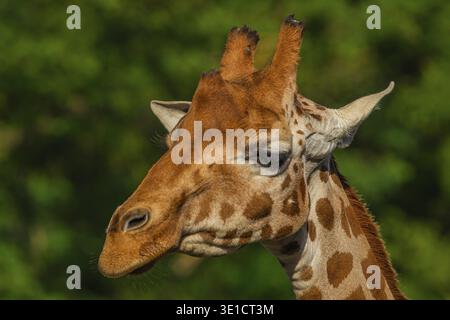 Giraffe in selective focus on green natural background. Portrait of an animal in detail Stock Photo