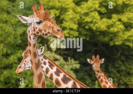 Giraffe in selective focus on green natural background. Portrait of an animal in detail Stock Photo