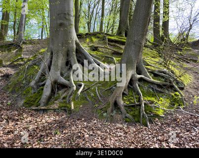 Dramatic exposed root systems of old beech trees growing on mossy rocky terrain in a deciduous forest. The twisted gnarled roots create natural sculpt Stock Photo