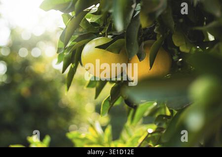 Ripe grapefruits on the small evergreen tree Stock Photo