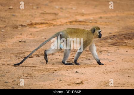 Green Monkey with blue testicles- Chlorocebus aethiops, beautiful popular monkey from West African bushes and forests. Natur background Africa travel Stock Photo