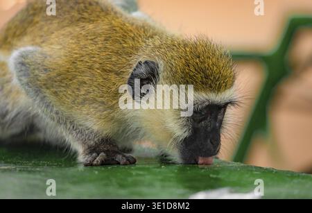 Green Monkey - Chlorocebus aethiops, beautiful popular monkey from West Africa Stock Photo