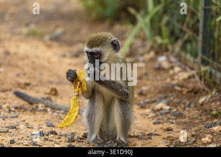 Green Monkey - Chlorocebus aethiops, beautiful popular monkey from West African bushes and forests. sits on ground and eats a banana. Natur background Stock Photo