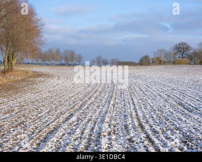 The melting snow on fields in early spring. Agriculture Snow-covered rows Green wheat on field in Germany. Agrarian field and harvest concept. Winter Stock Photo