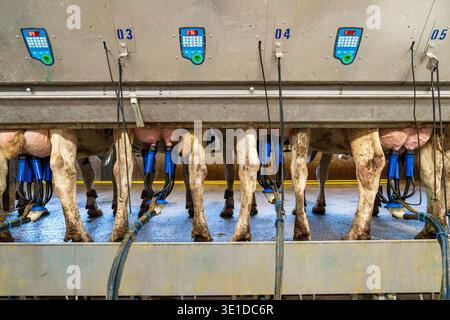 Close-up view of an industrial milking parlor. Cows are lined up with blue milking clusters attached to their udders. Digital control panels above mon Stock Photo