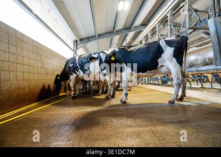 Black and white Holstein cows walking on a wet concrete floor after milking. The photo shows the interior of an industrial barn with metal structures, Stock Photo