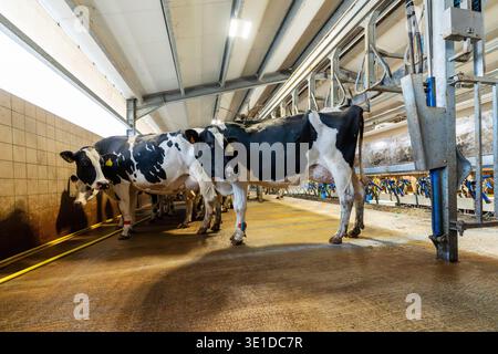 Black and white Holstein cows walking on a wet concrete floor after milking. The photo shows the interior of an industrial barn with metal structures, Stock Photo
