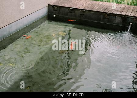 Vibrant orange and white koi fish gracefully swim in a serene outdoor pond. Fresh water flows into the tranquil surface, creating gentle ripples and a Stock Photo