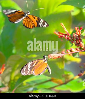 Tiger-striped longwing (Heliconius ismenius) feeding on the firebush (Hamelia patens) flowers, Corcovado National Park, Costa Rica Stock Photo