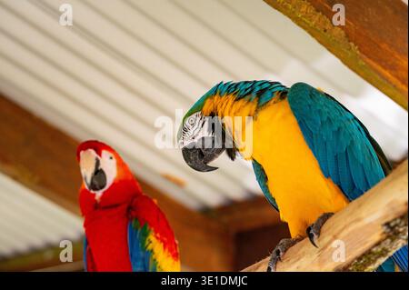 Blue-and-yellow Macaw and Scarlet Macaw perched on a beam. These are animals in captivity. Endangered status: Least Concern (IUCN). Stock Photo