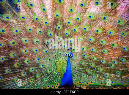 An extreme close-up portrait of an African eagle eye, capturing the intense gaze and intricate feather detail of this predatory bird. Stock Photo