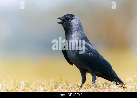 Eurasian Jackdaw (Corvus monedula) stands on grass with open beak. Grey and black plumage is clearly visible. Stock Photo