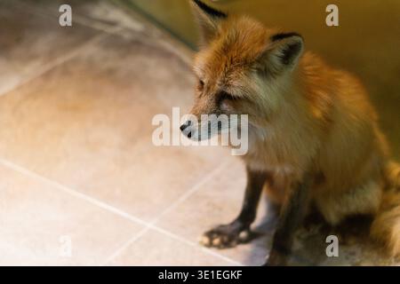 Close up portrait of a red fox sitting indoors on tiled floor. Beautiful wild animal with orange fur and calm expression, wildlife photography Stock Photo