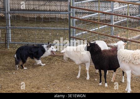 Border collie dog doing his job rounding up sheep and herding them into pens Stock Photo