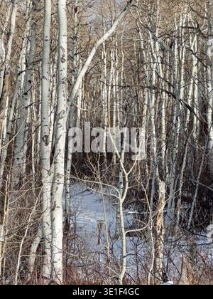 A snowy path leads through a grove of aspen trees in a Colorado forest. Stock Photo