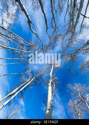 Tree trunks in a leafless aspen grove stretch upwards in the winter. Stock Photo