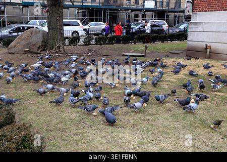 A flock of rock doves (Columba livia), or pigeons, on a grassy lawn feeding on tossed bread in New York City. Stock Photo