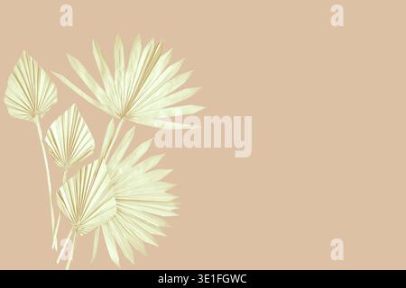 Soft pale palm leaves placed on a warm beige background with a delicate tropical aesthetic. Minimal botanical artwork perfect for wellness, beauty, br Stock Photo