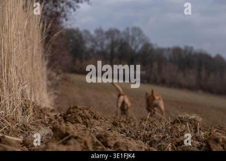 Two Belgian Malinois dogs running across a rural field in natural countryside landscape. Active working dogs exercising outdoors. Concept of dog train Stock Photo