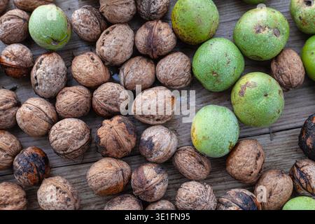 The background is made of walnuts lying on a plane. a walnut in a dry peel and in a green peel is plucked from a tree. High quality photo Stock Photo
