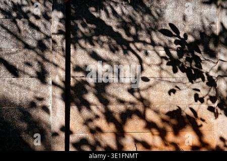 Artistic shadows of tree branches cast on textured traditional Taiwanese cement wall during afternoon sunlight, creating patterns and warm glow. Stock Photo