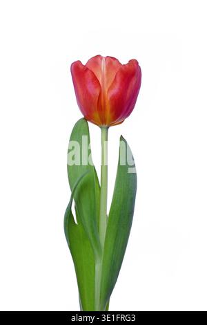 Single dark pink tulip flowers with yellow tips on white background Stock Photo