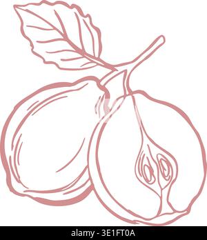 Detailed line illustration of ripe figs with a leaf attached including one fruit cut open to show the seed filled interior. Stock Vector