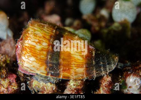 Soldier Cone, Conus miles, night dive, Arborek Jetty dive site, Arborek Island, Dampier Strait, Raja Ampat, West Papua, Indonesia Stock Photo