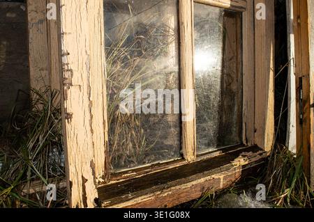 old wooden windows with whole panes overgrown with grass reflecting the sun. High quality photo Stock Photo
