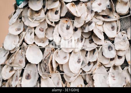 Oyster shells hanging on rope  Stock Photo