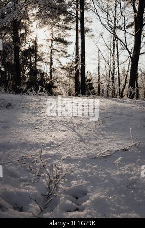 Low winter sunlight illuminating fresh snow in a peaceful forest. Frosted branches and tall trees create a calm natural scene with sparkling snow text Stock Photo